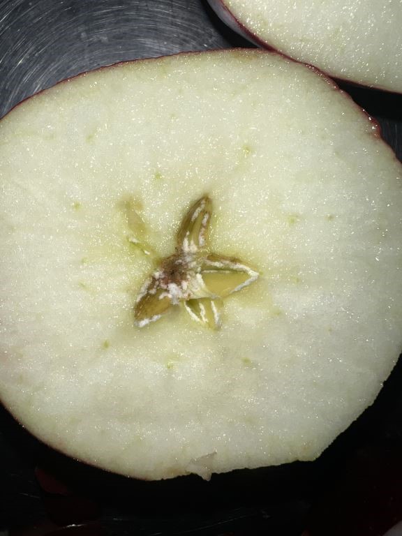 Apple core with white callus in the seed cavity.